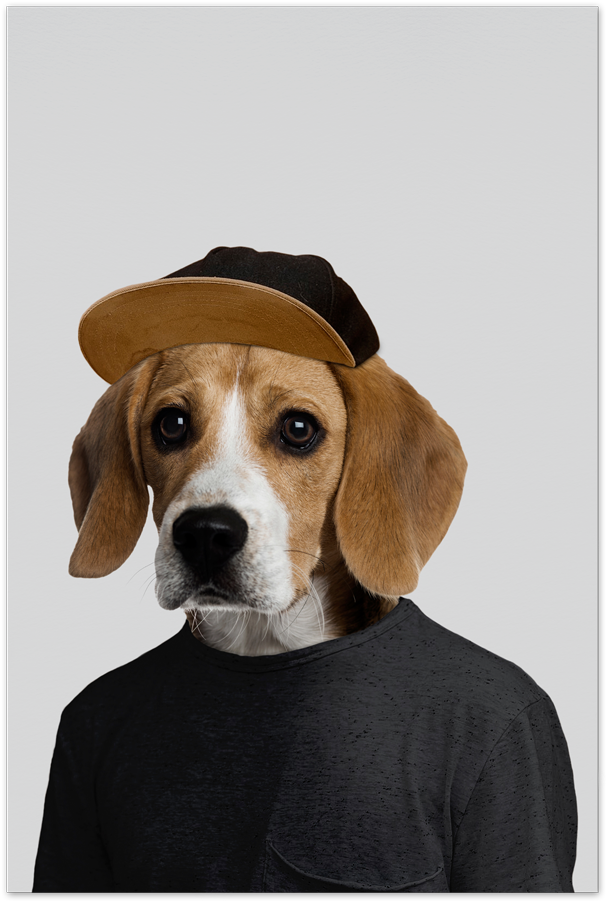 Joey The Beagle Art Card - Beagle Poster, HD Png Download PNG with transparent background