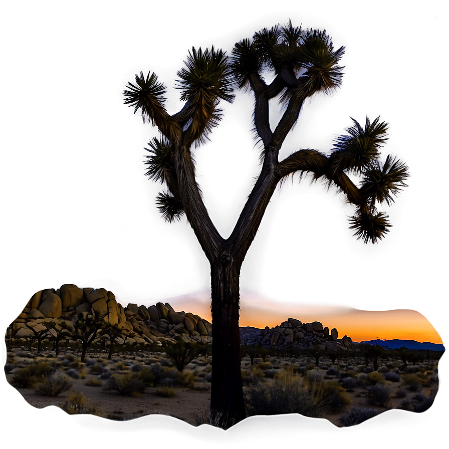 Joshua Tree Night Sky Panorama Png 06262024