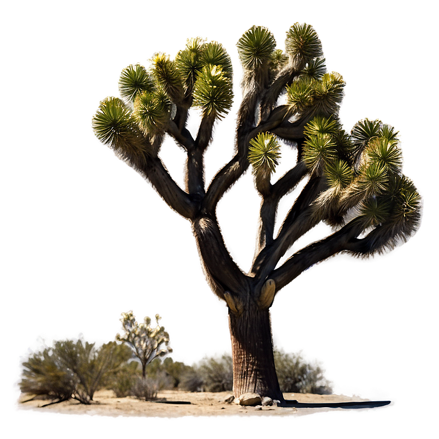 Joshua Tree Under Moonlight Png Hkd40