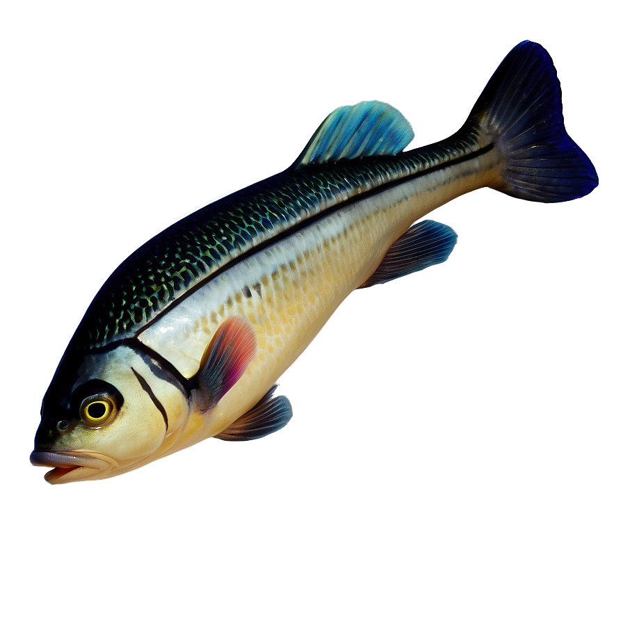 Joyful Fish Image Png 99