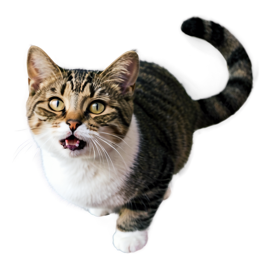 Joyful Kitty Png 05232024