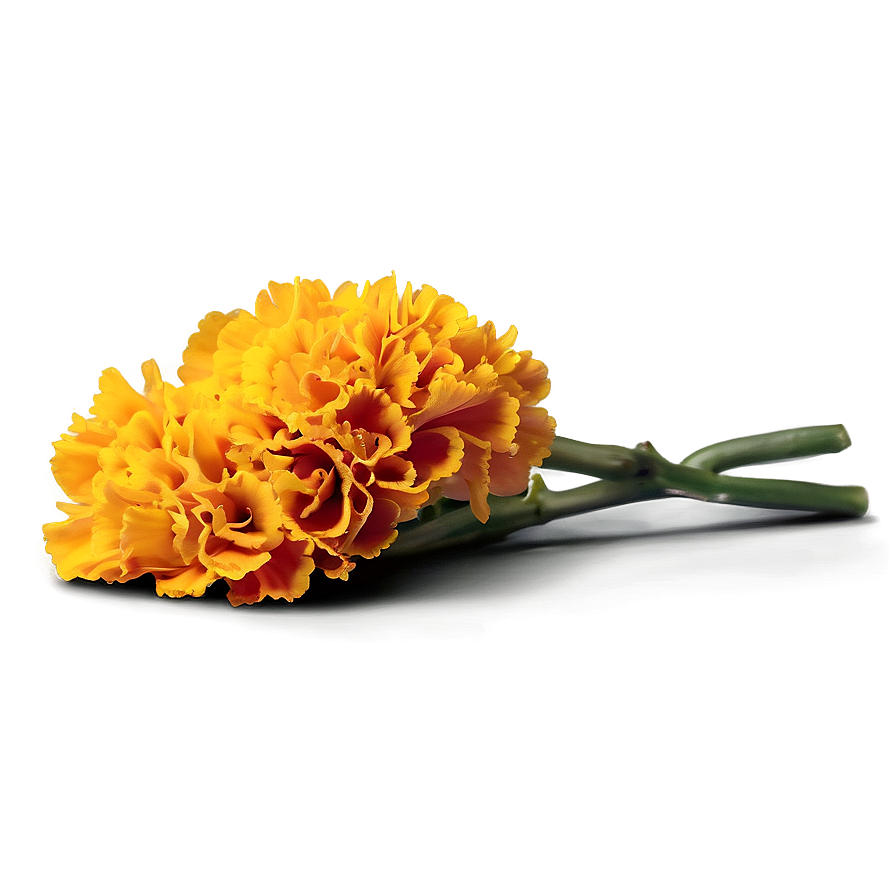 Jubilant Marigold Embrace Png 06202024