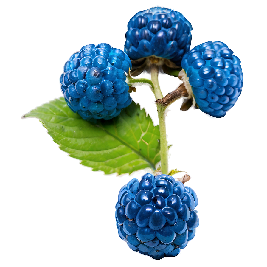 Juicy Blue Raspberry PNG dhq PNG image with a transparent background, free high-resolution download