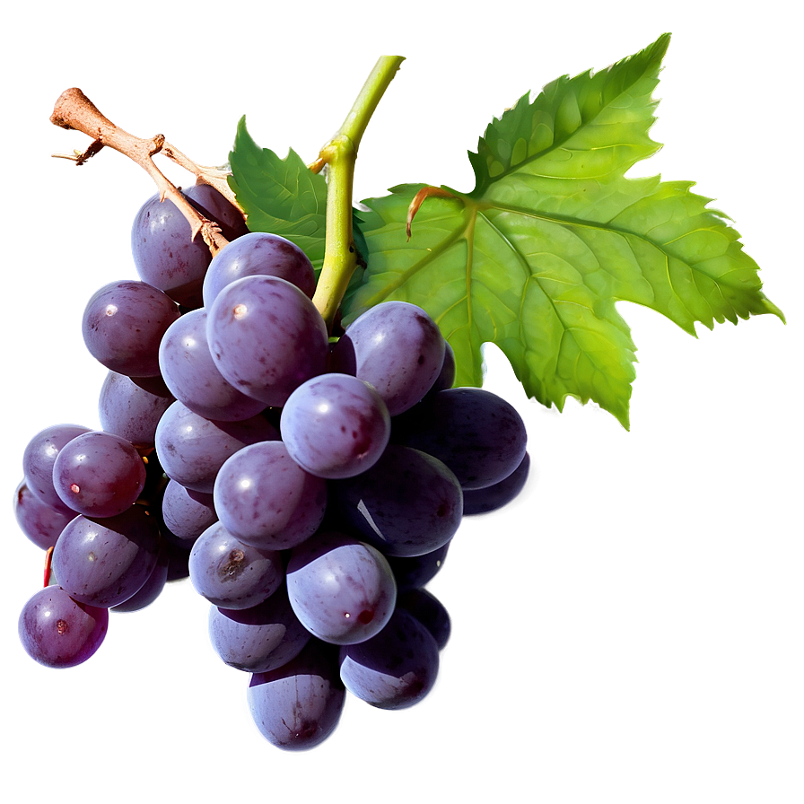 Juicy Grapes Png Yhg49