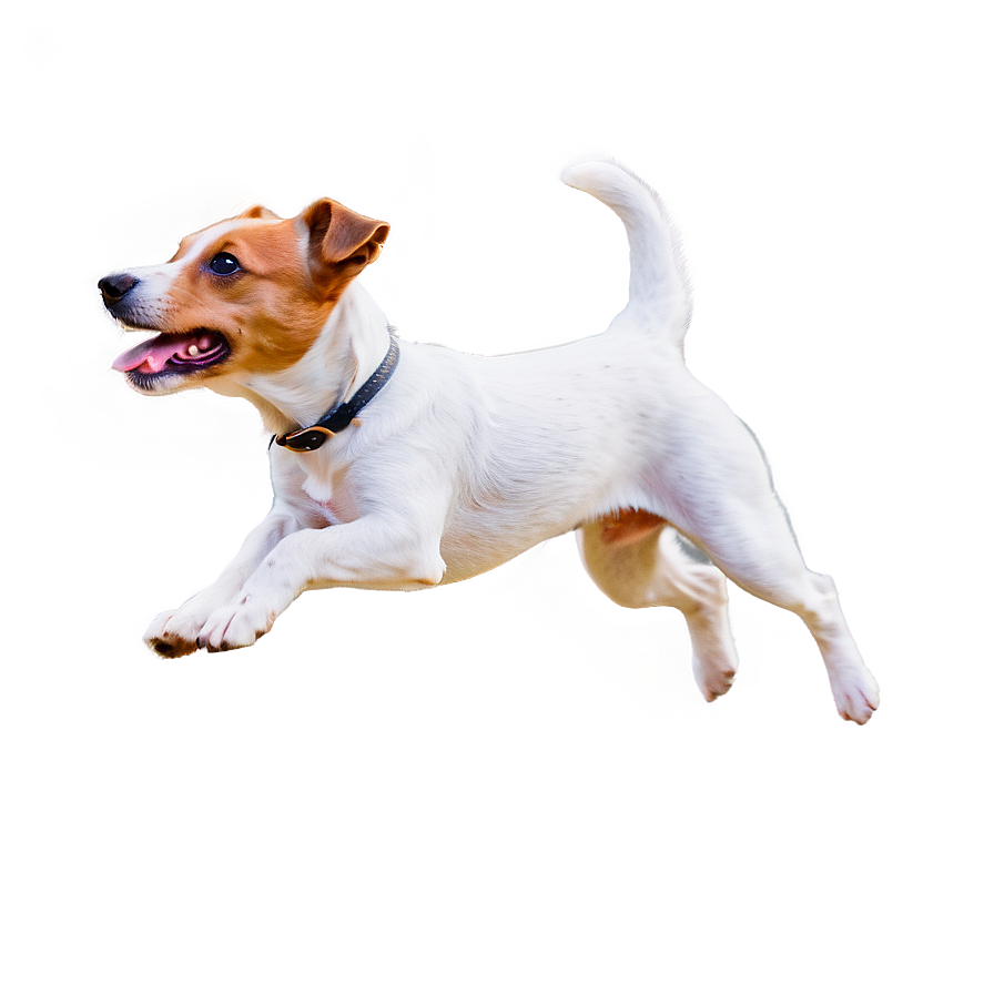 Jumping Jack Russell Terrier Png Dow95