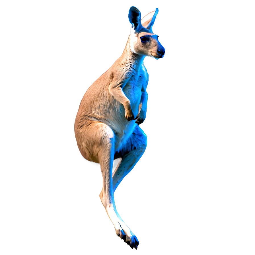 Jumping Kangaroo PNG ytb2 PNG with transparent background