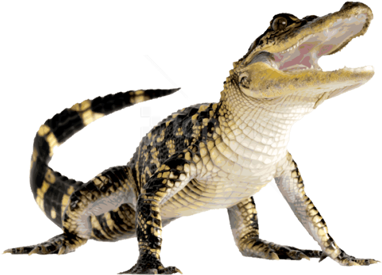 Juvenile Alligator Transparent Background