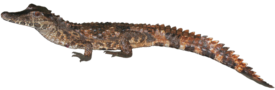 Clip Art Species The Ray Laboratory - Crocodile, HD Png Download PNG with transparent background