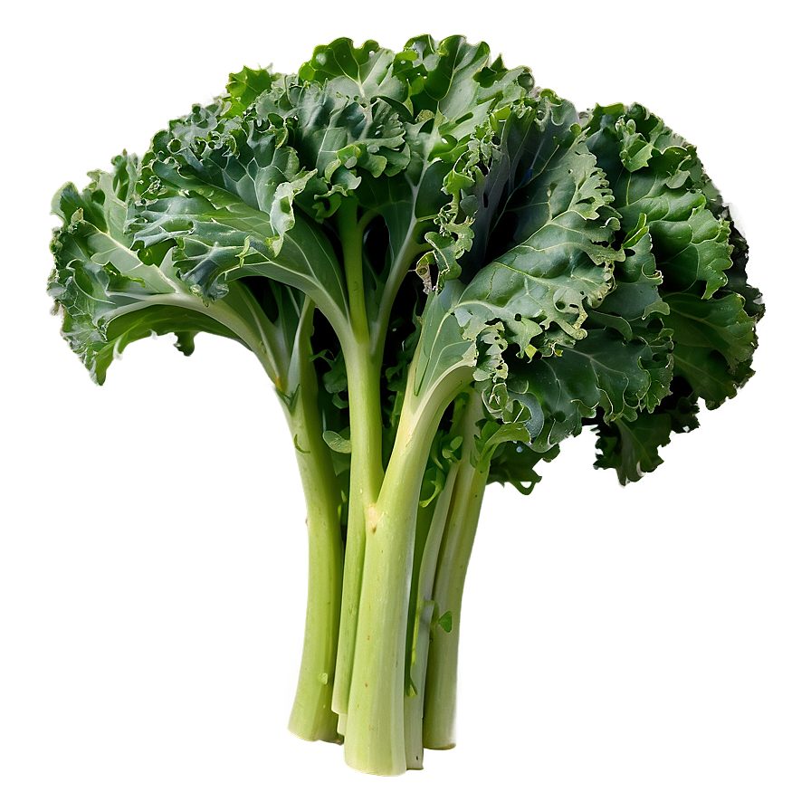 Kale Bunch Closeup Png 06252024