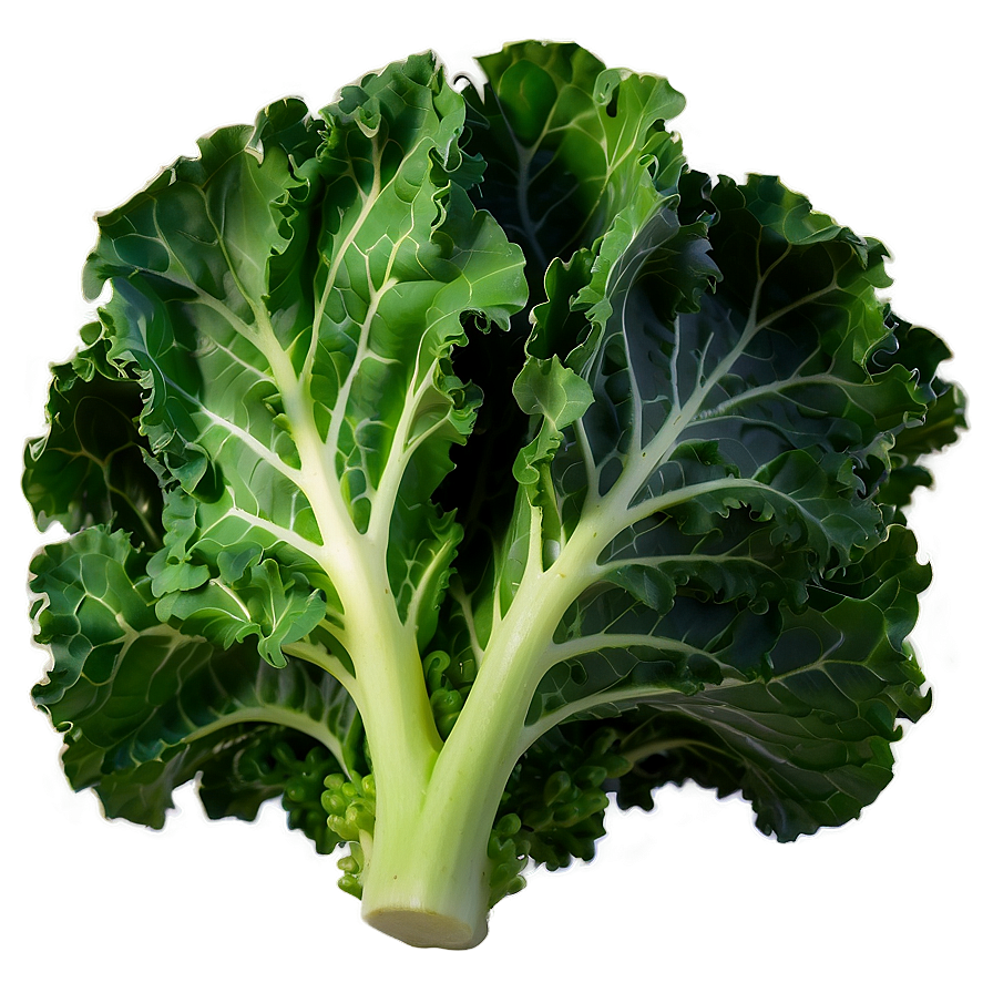 Kale In Sunlight Png 63