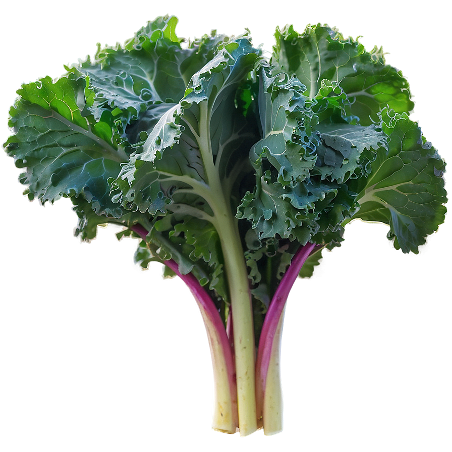 Kale In Sunlight Png Ght74