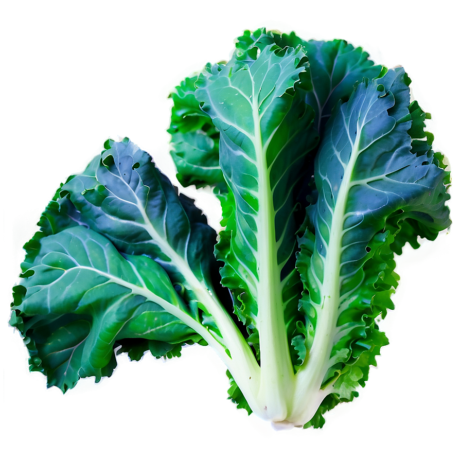 Kale Leaves Png 06252024