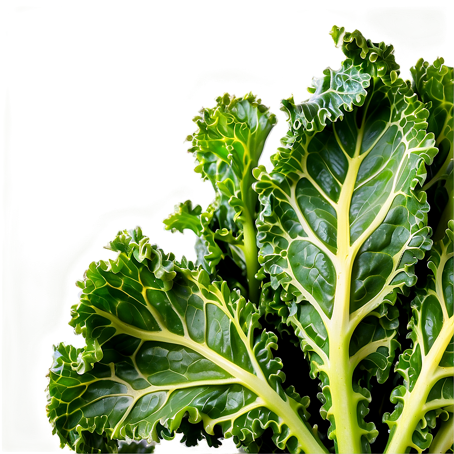 Kale Leaves Png Ulw54