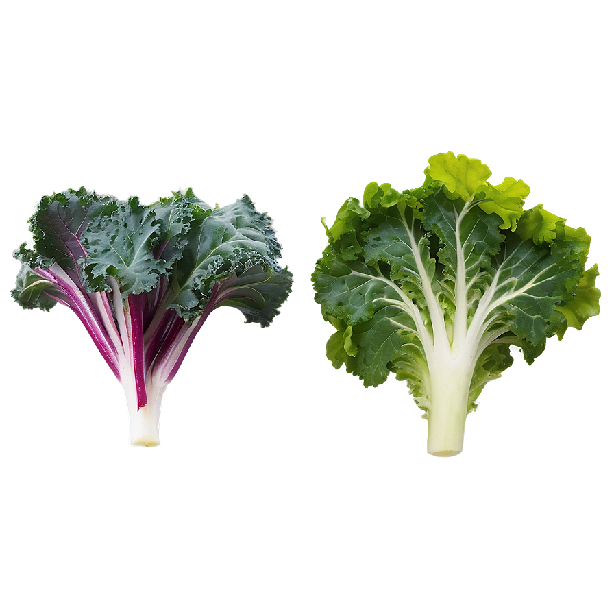 Kale Lettuce Mix Png 92