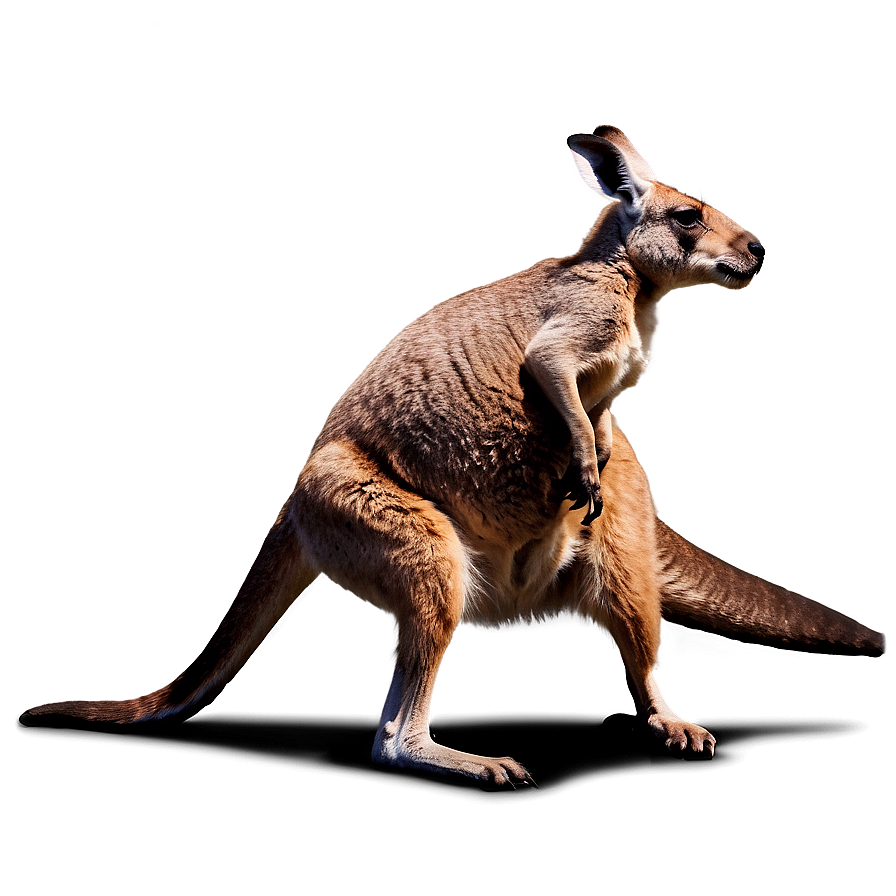 Kangaroo Fighting Png Qek64