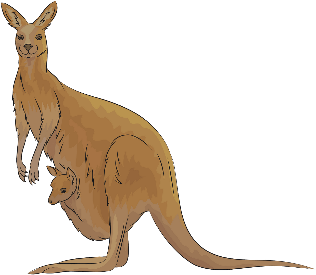 Kangaroo, HD Png Download PNG with transparent background
