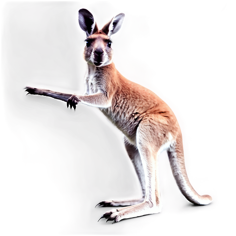 Kangaroo Hopping Png Cvk69