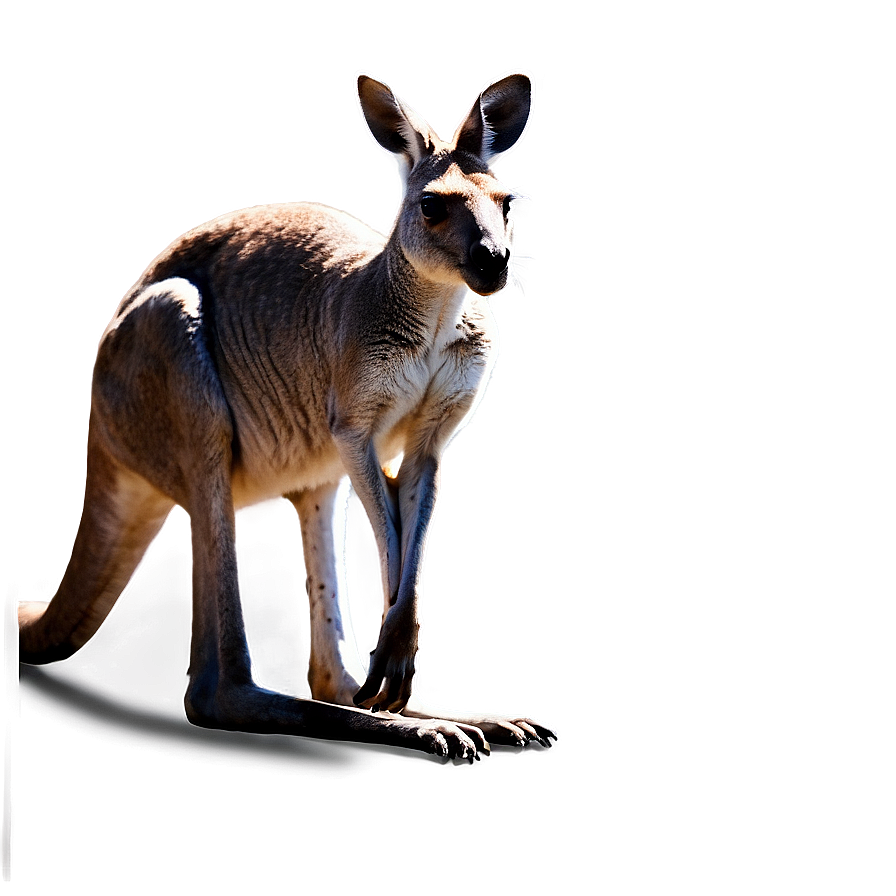 Kangaroo In Wild Png 21