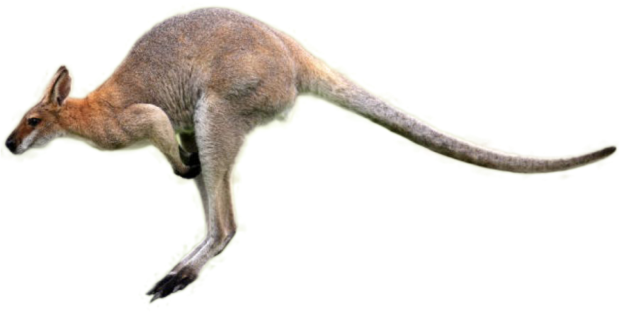 Kangaroo Png Image - Kangaroo Jumping Png, Transparent Png PNG with transparent background