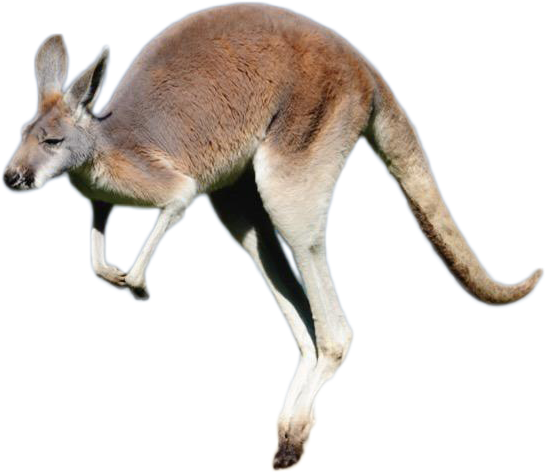 Kangaroo Png Image - Transparent Background Kangaroo Png, Png Download PNG with transparent background