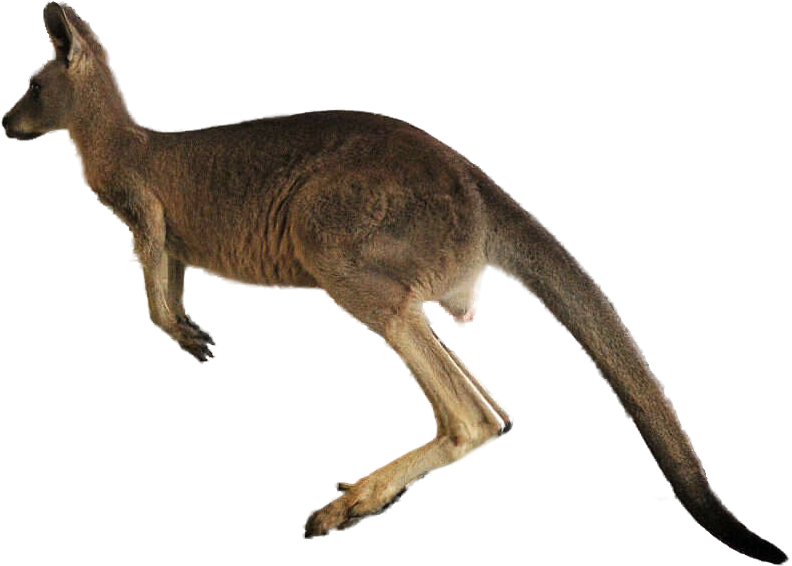 Kangaroo Png Transparent Images - Kangaroo Transparent, Png Download PNG with transparent background