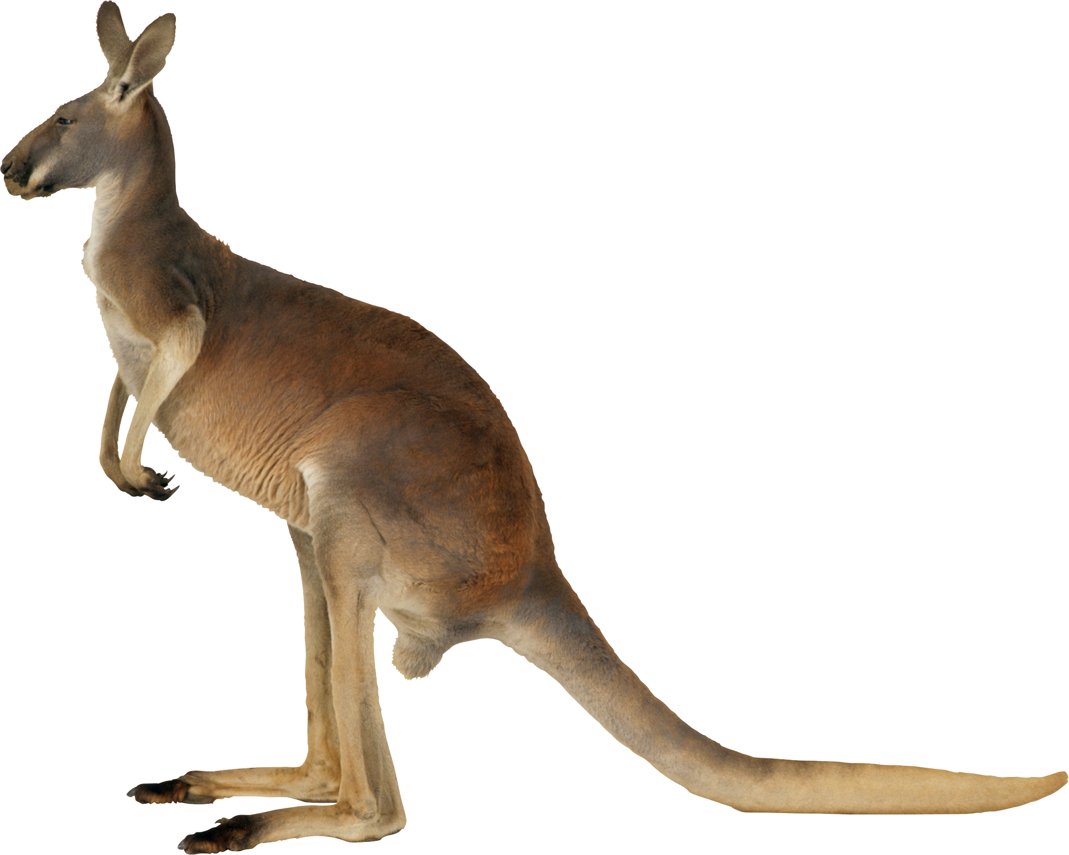 Kangaroo Png, Transparent Png PNG with transparent background