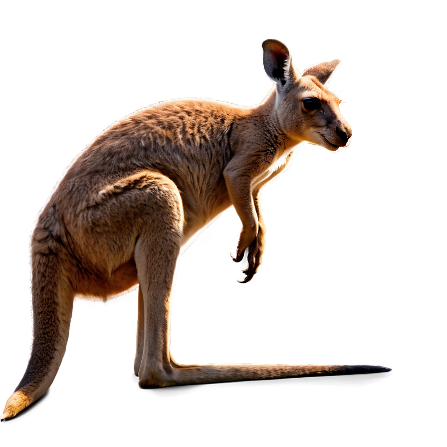 Kangaroo Profile Png Mlw