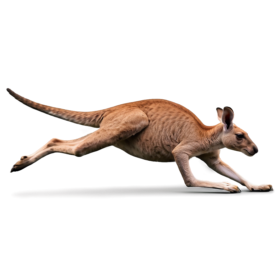 Kangaroo Running Png Aut71