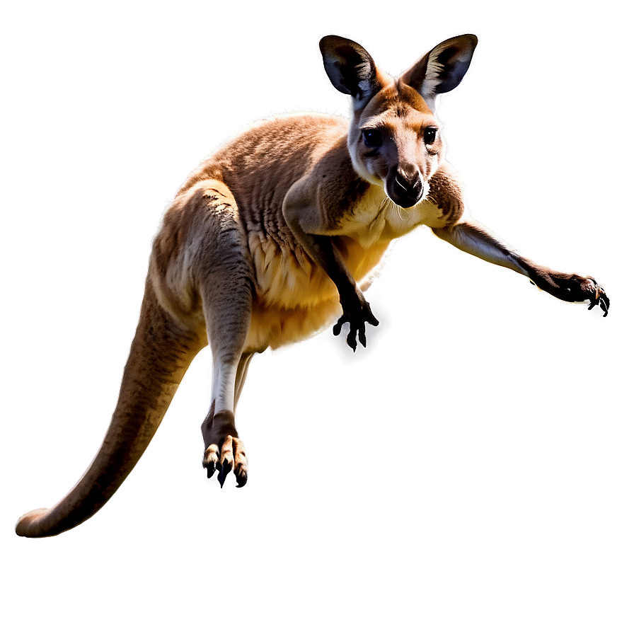 Kangaroo Running Png Cxd21