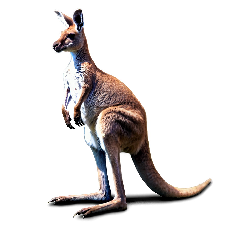 Kangaroo Standing Png Qkh45