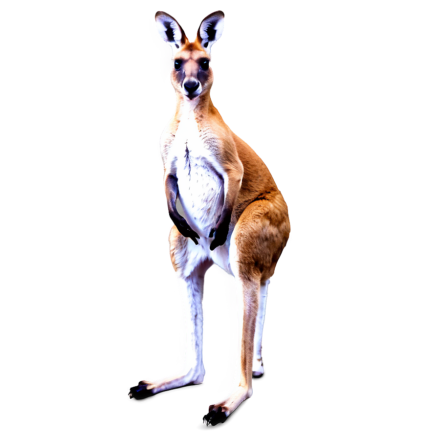 Kangaroo Vector Png 05212024