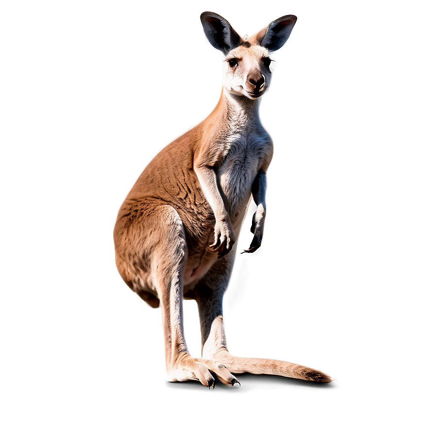 Kangaroo With Landscape Background Png Gpw75