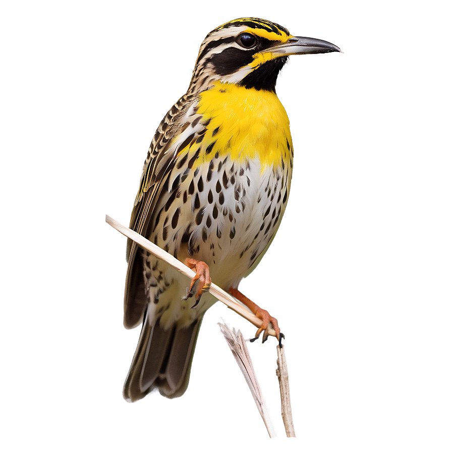 Kansas State Bird - Western Meadowlark Png 45