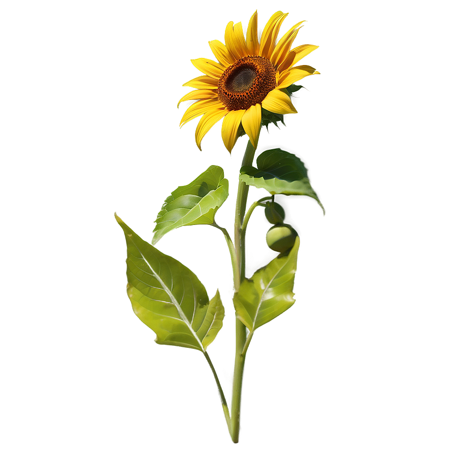 Kansas State Flower - Sunflower Png Lxu20