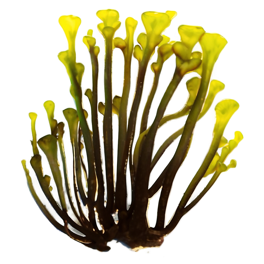 Kelp Forest Seaweed Png Cna95