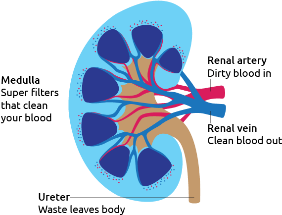 Kidney Function Explanation