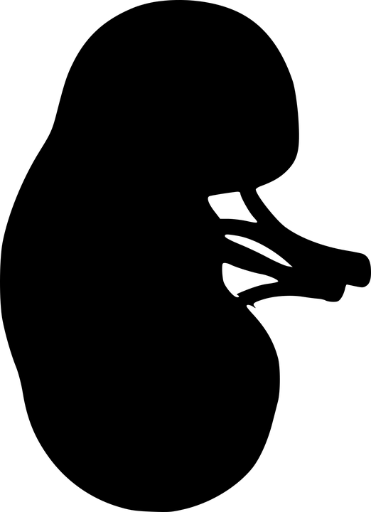 Kidney, The Outline Of The, From The Urinary System - Kidney Black And White, HD Png Download PNG with transparent background