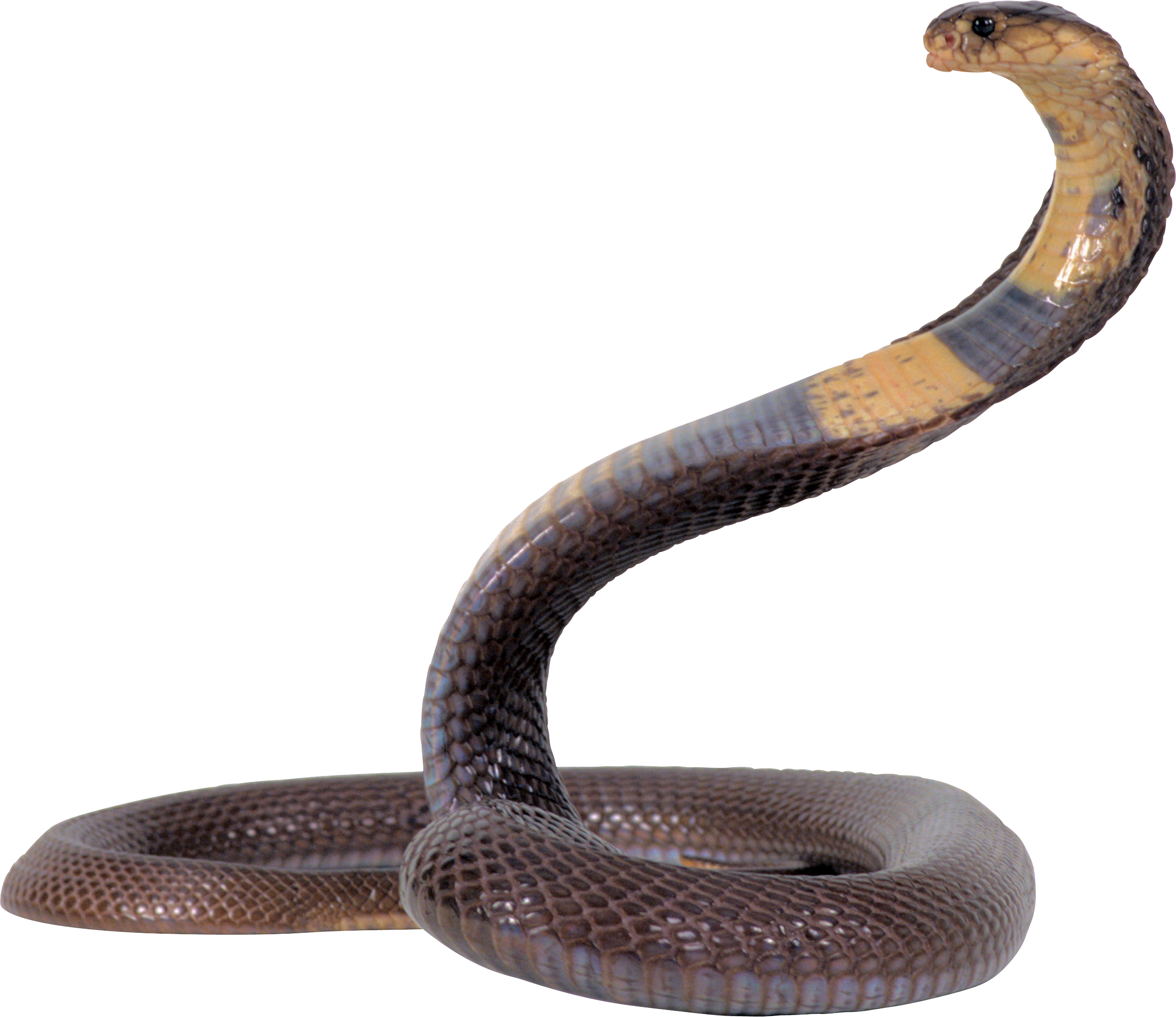 King Cobra Displaying Hood