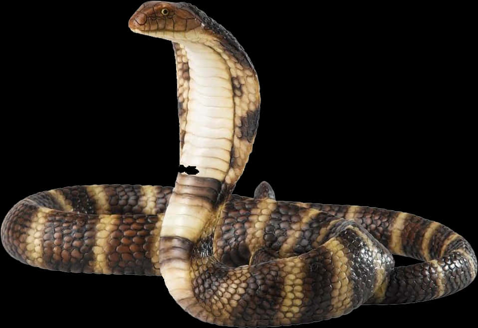 King Cobra Displaying Hood PNG with transparent background