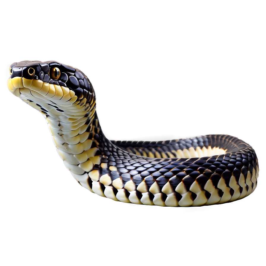 King Cobra Snake PNG 46 PNG with transparent background