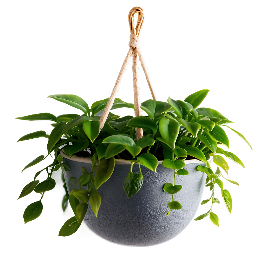 Kitchen Hanging Plant Png 05252024