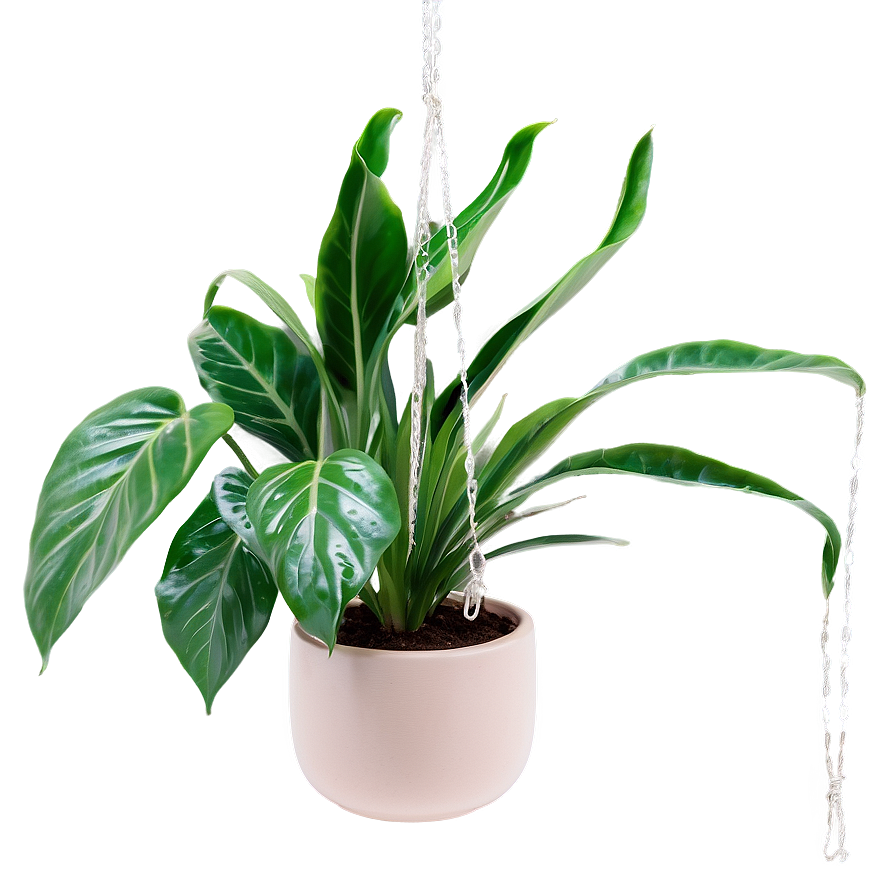 Kitchen Hanging Plant Png Ype7