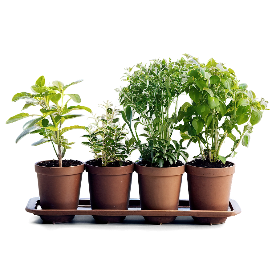 Kitchen Potted Herb Gardens Png 06122024