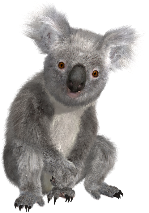 Koala Png - Koala Transparent Background PNG with transparent background