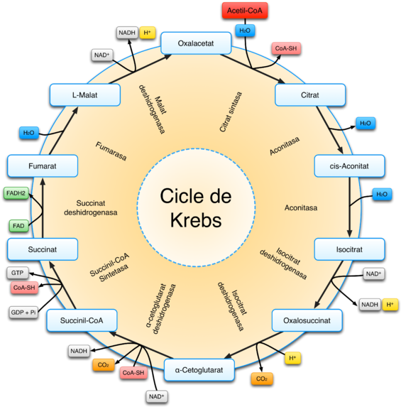 Krebs Cycle Diagram Spanish