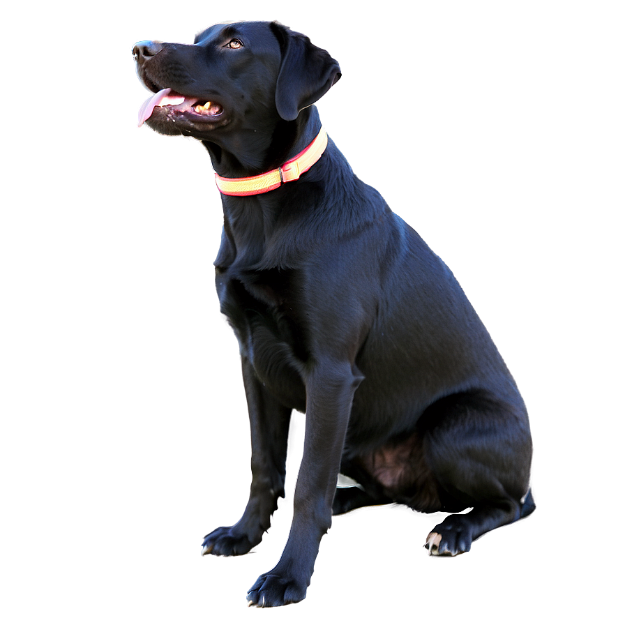 Labrador On Beach Png 3