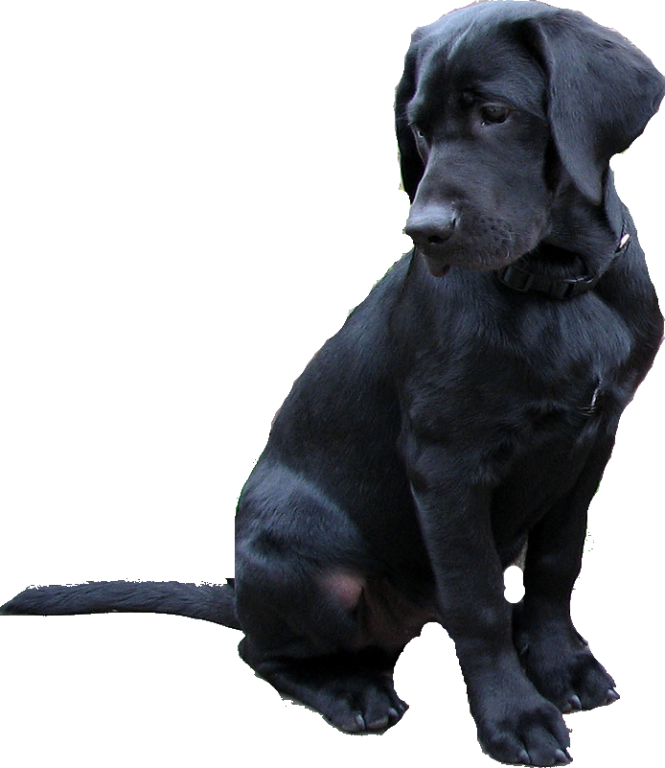 Labrador Retriever Png - Black Lab Transparent Background, Png Download PNG with transparent background