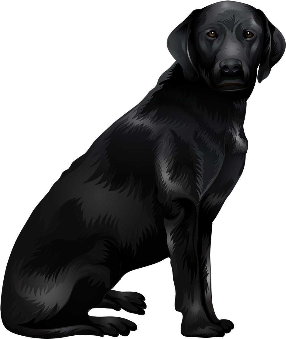 Labrador Retriever Png - Dog Catches Something, Transparent Png PNG with transparent background