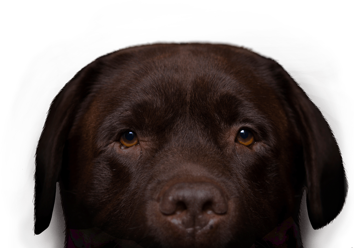 Labrador Retriever , Png Download - Transparent Chocolate Labrador Png, Png Download PNG with transparent background