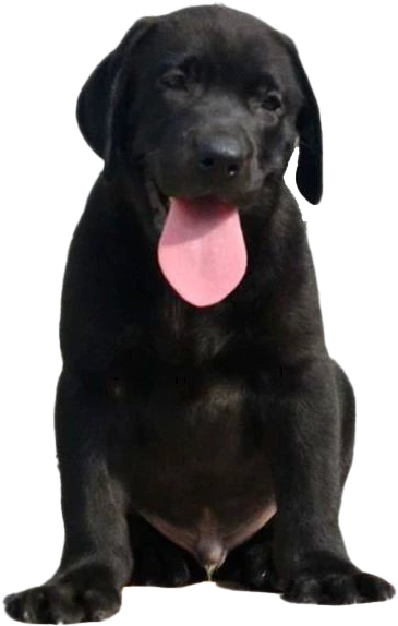 Labrador Retriever Png Images - Black Dog Labrador Transparent, Png Download PNG with transparent background